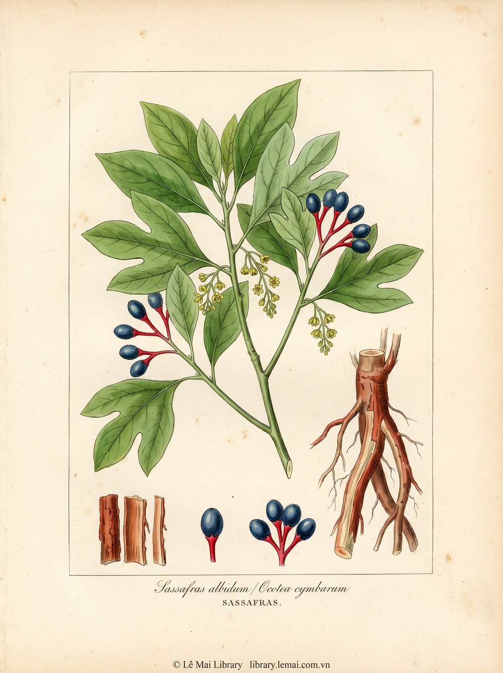 Tranh minh hoạ cây Sassafras (Sassafras albidum / Ocotea cymbarum), vỏ rễ và gỗ dùng chiết xuất tinh dầu Sassafras