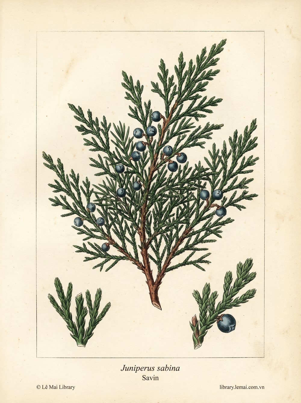 Tranh minh hoạ cây Savin (Juniperus sabina), lá kim và cành dùng chiết xuất tinh dầu Savin
