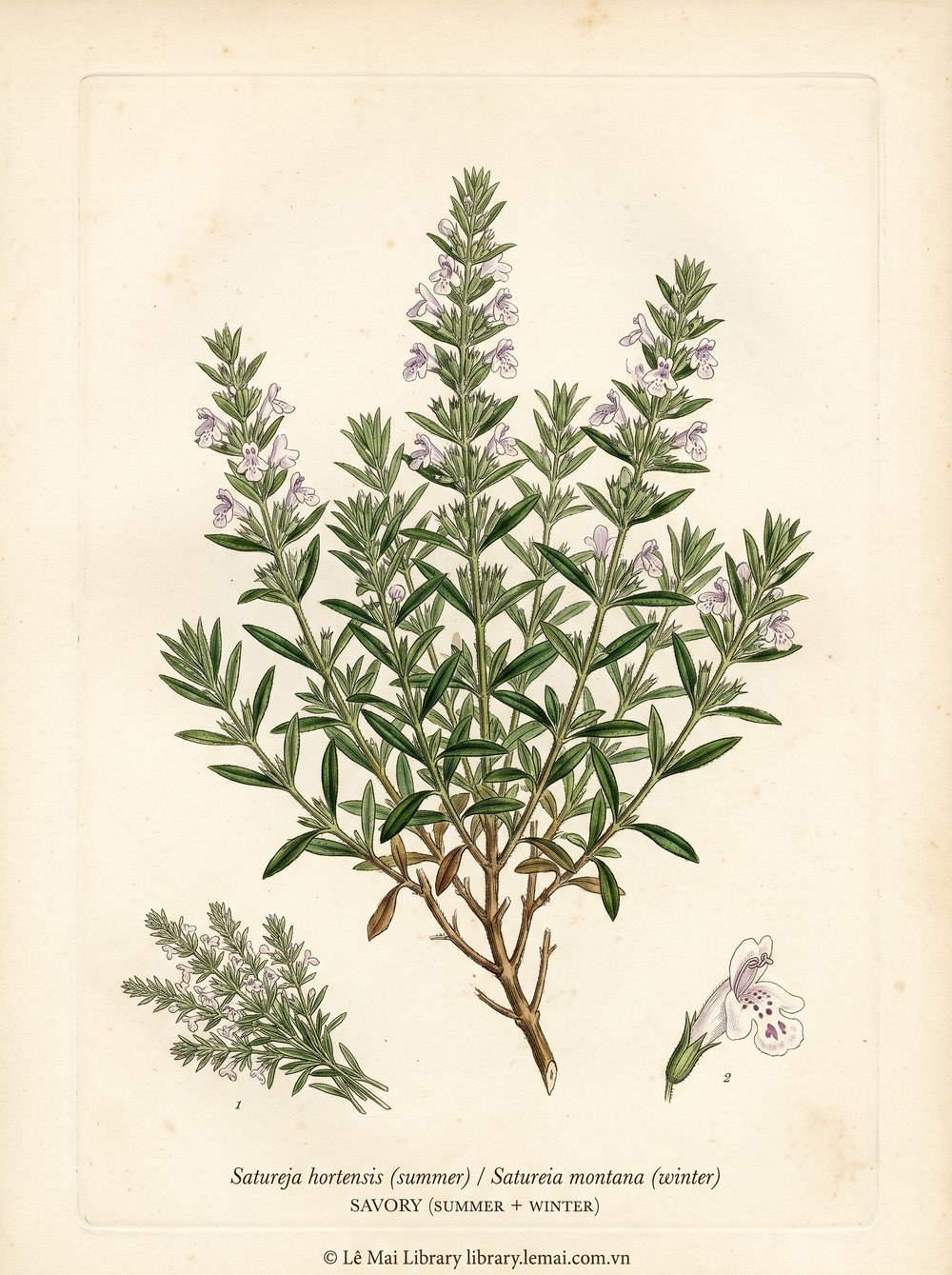 Tranh minh hoạ cây Savory (Satureja hortensis (summer) / Satureia montana (winter)), phần trên mặt đất khô dùng chiết xuất tinh dầu Savory (summer + winter)