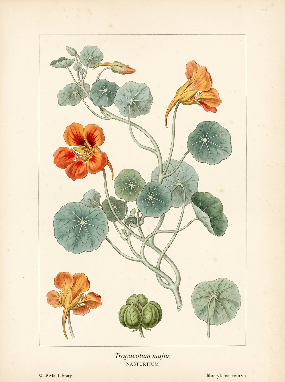 Tranh minh hoạ cây Sen cạn (Tropaeolum majus), hoa và lá dùng chiết xuất tinh dầu Nasturtium