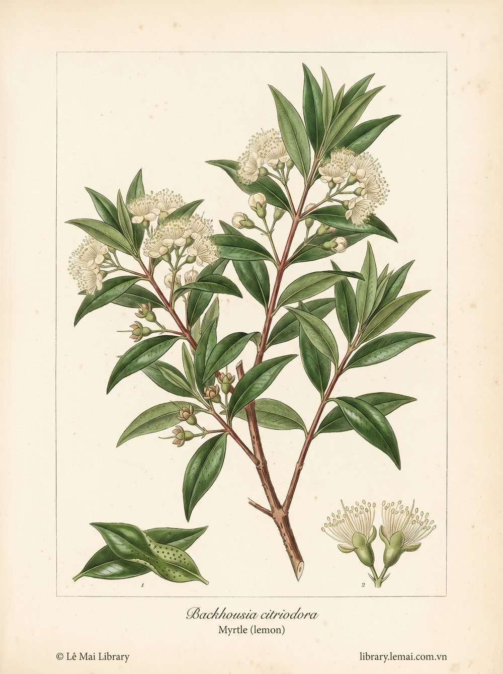 Tranh minh hoạ cây Sim chanh (Backhousia citriodora), lá dùng chiết xuất tinh dầu Myrtle (lemon)