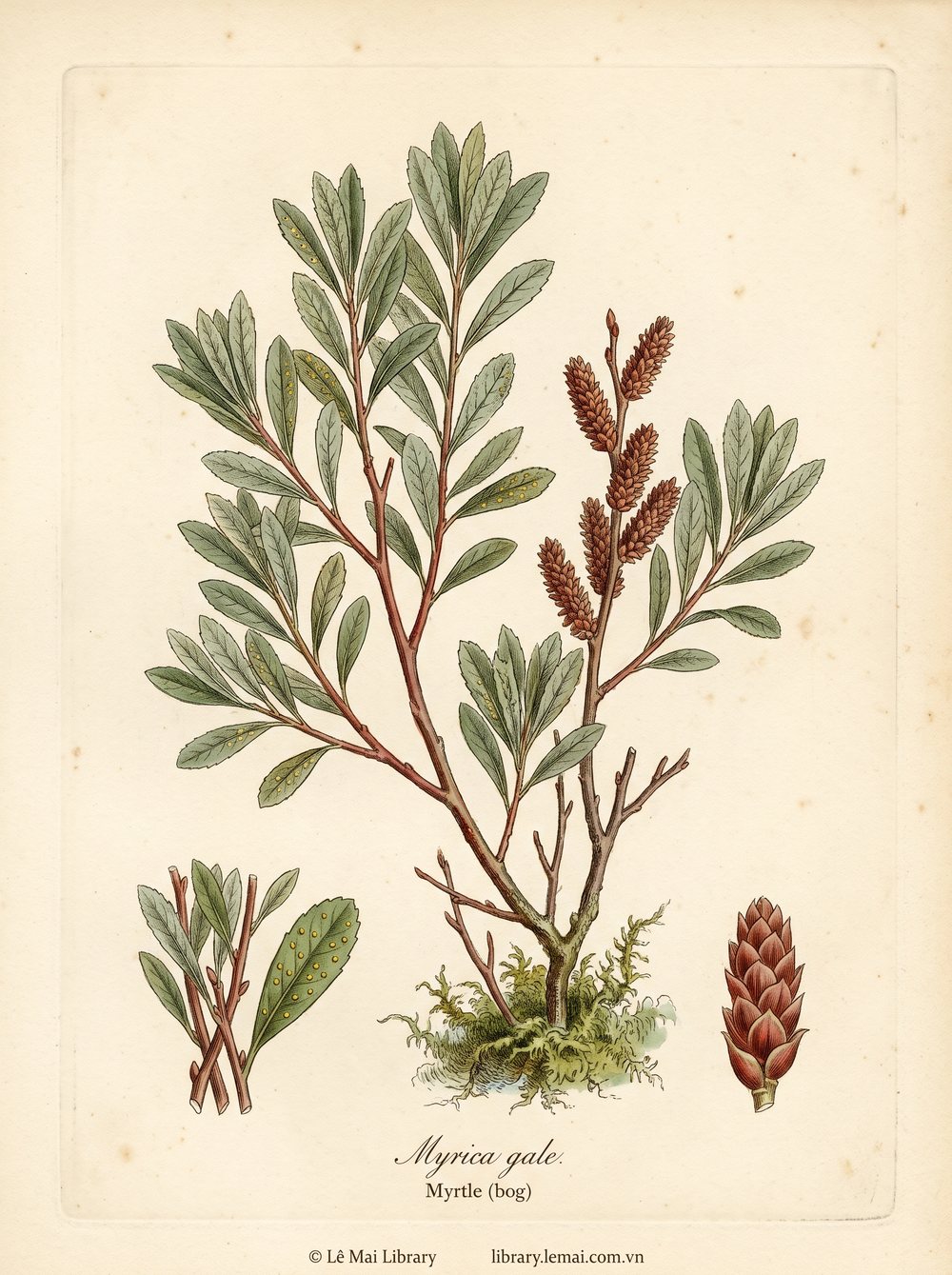 Tranh minh hoạ cây Sim đầm lầy (Myrica gale), lá và cành non dùng chiết xuất tinh dầu Myrtle (bog)