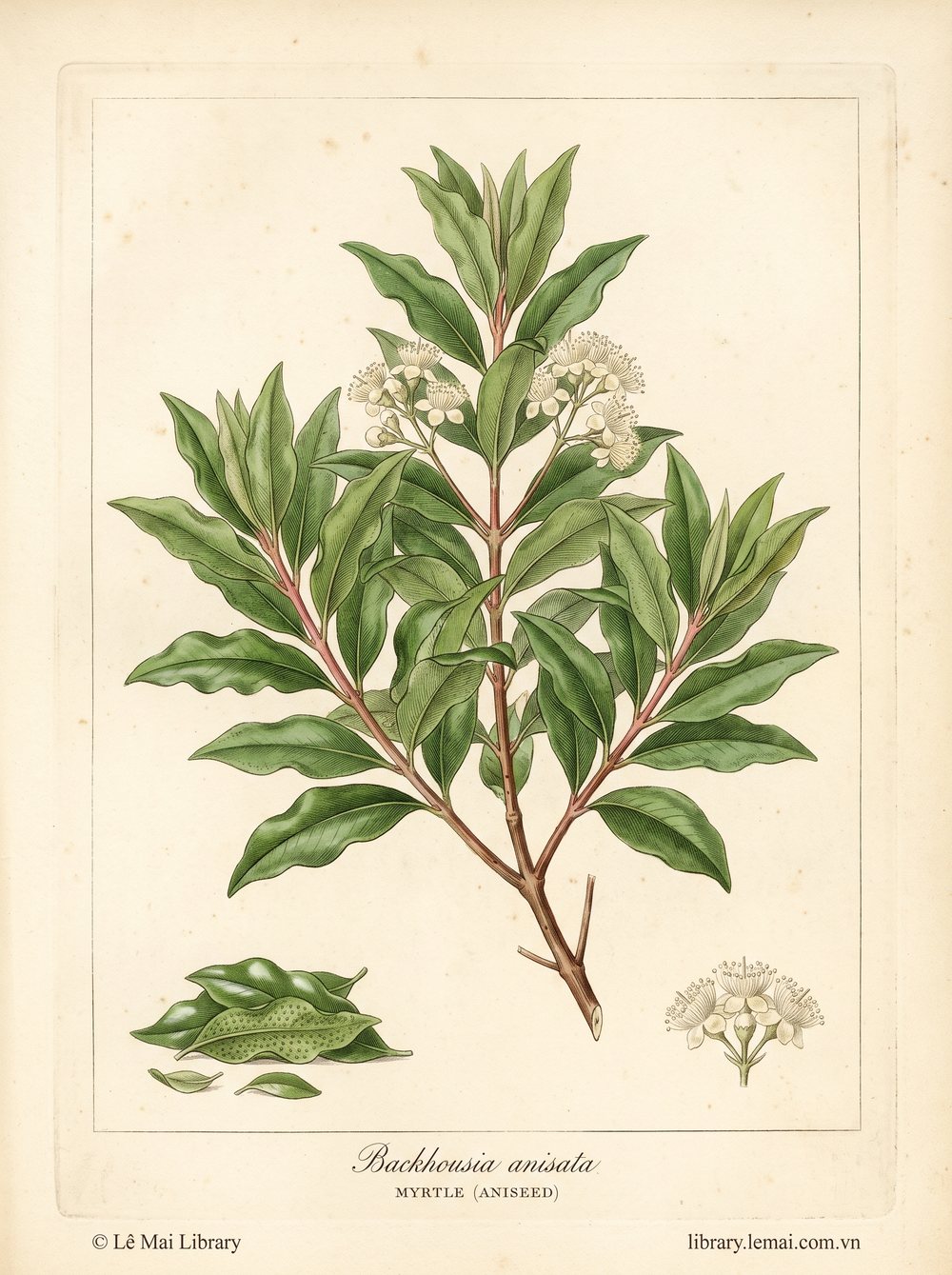 Tranh minh hoạ cây Sim hồi (Backhousia anisata), lá dùng chiết xuất tinh dầu Myrtle (aniseed)