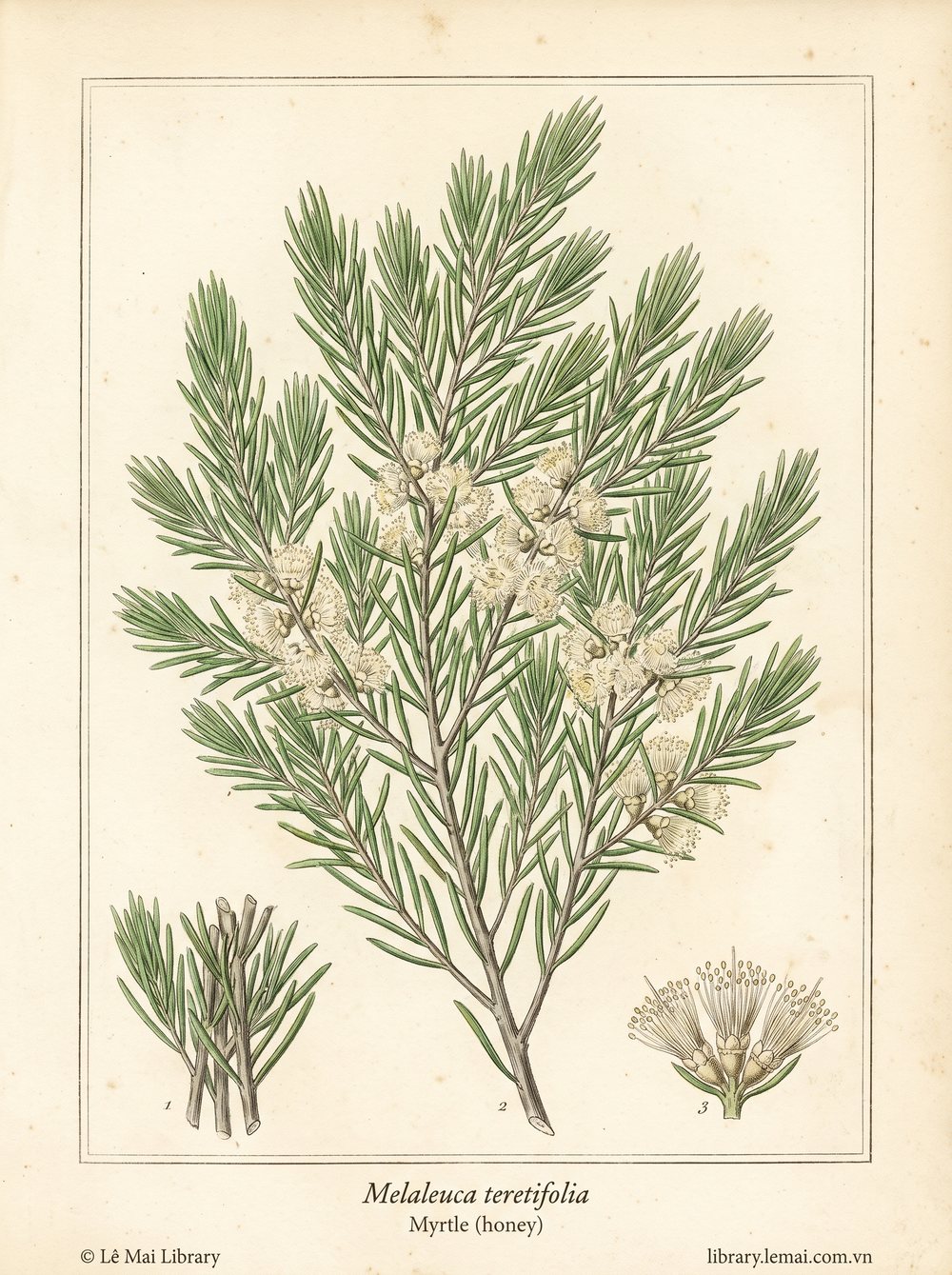 Tranh minh hoạ cây Sim mật ong (Melaleuca teretifolia), lá dùng chiết xuất tinh dầu Myrtle (honey)