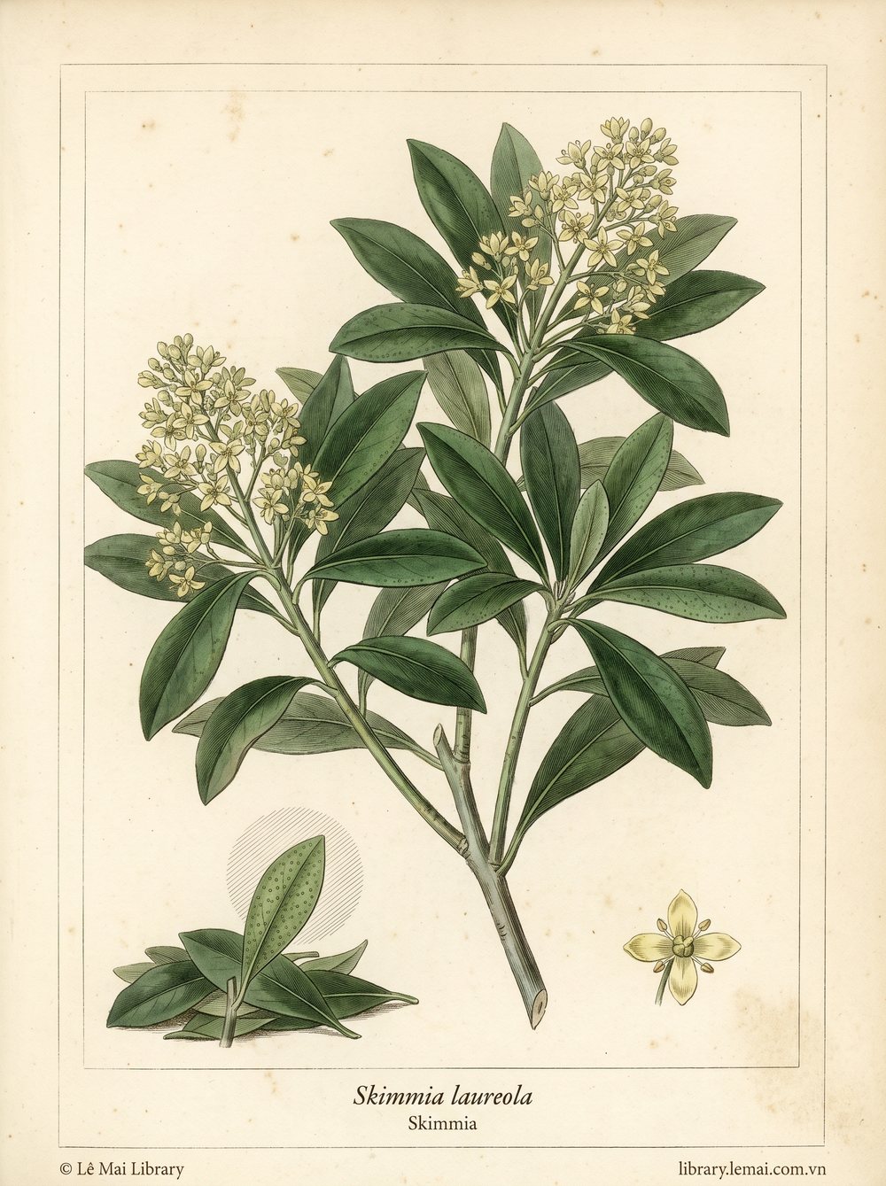 Tranh minh hoạ cây Skimmia (Skimmia laureola), lá dùng chiết xuất tinh dầu Skimmia