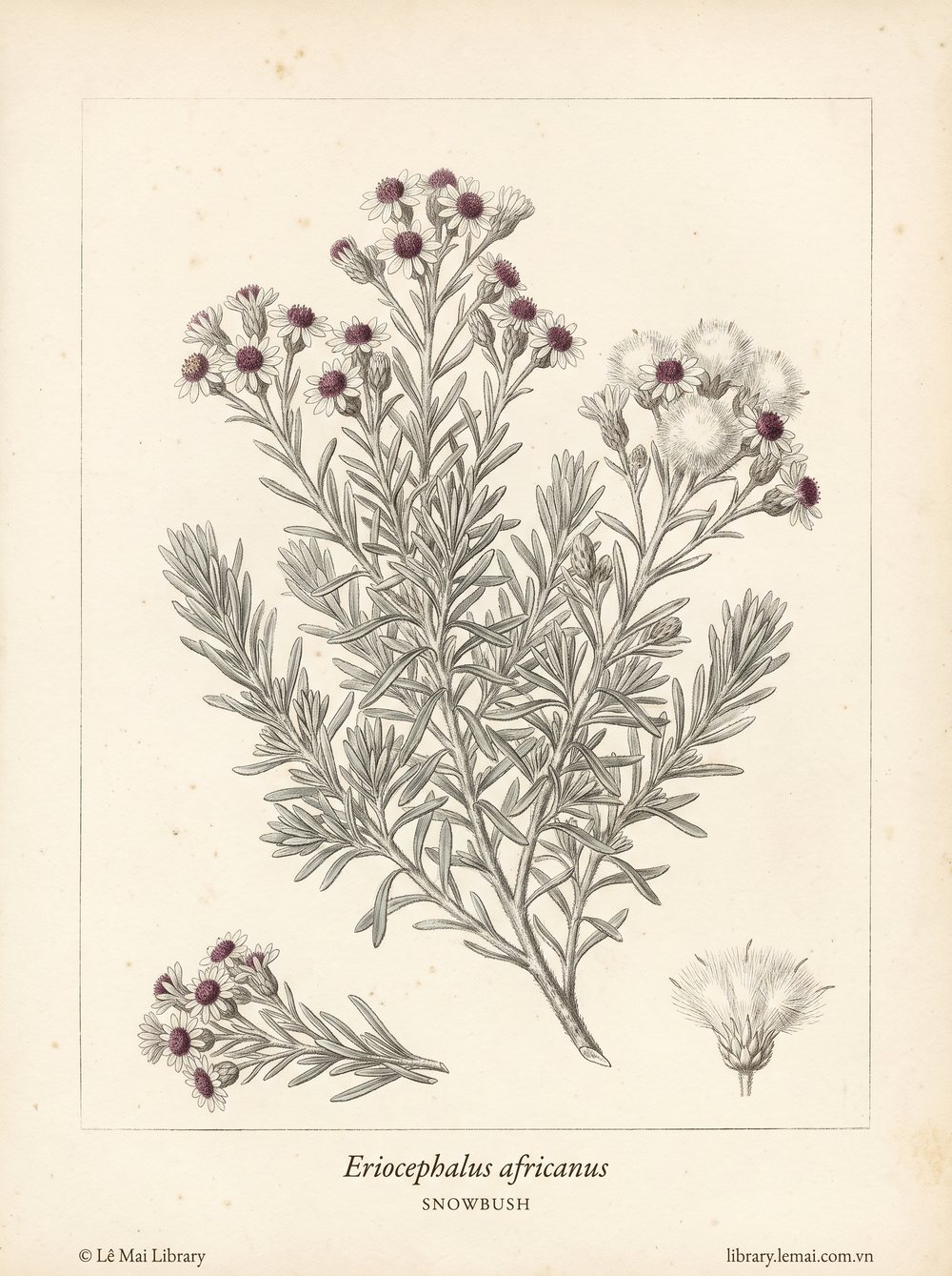 Tranh minh hoạ cây Snowbush (Eriocephalus africanus), lá và thân dùng chiết xuất tinh dầu Snowbush