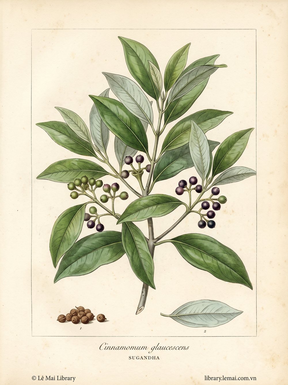 Tranh minh hoạ cây Sugandha (Cinnamomum glaucescens), quả dùng chiết xuất tinh dầu Sugandha