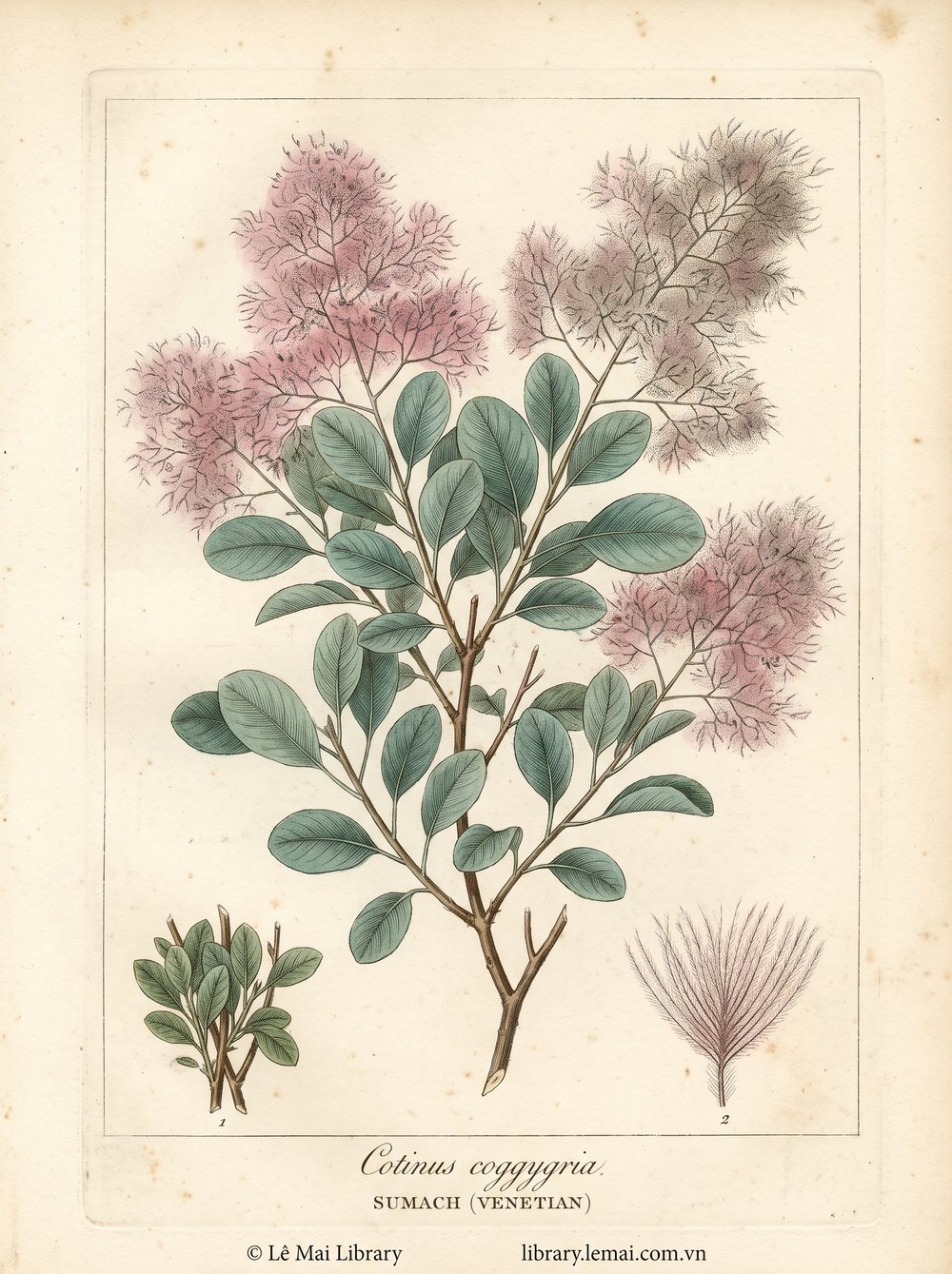 Tranh minh hoạ cây Sumac Venice (Cotinus coggygria), lá dùng chiết xuất tinh dầu Sumach (Venetian)