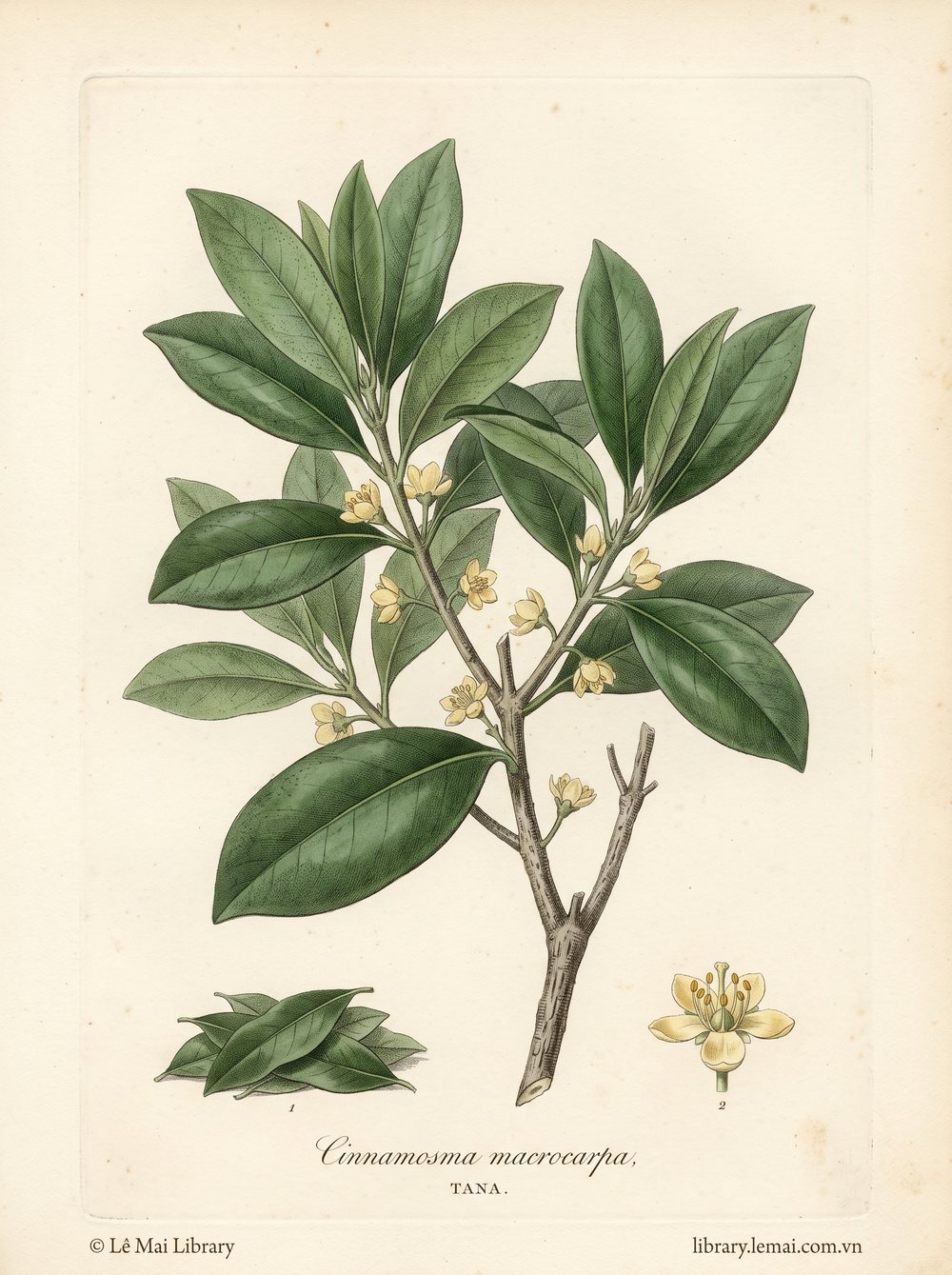 Tranh minh hoạ cây Tana (Cinnamosma macrocarpa), lá dùng chiết xuất tinh dầu Tana