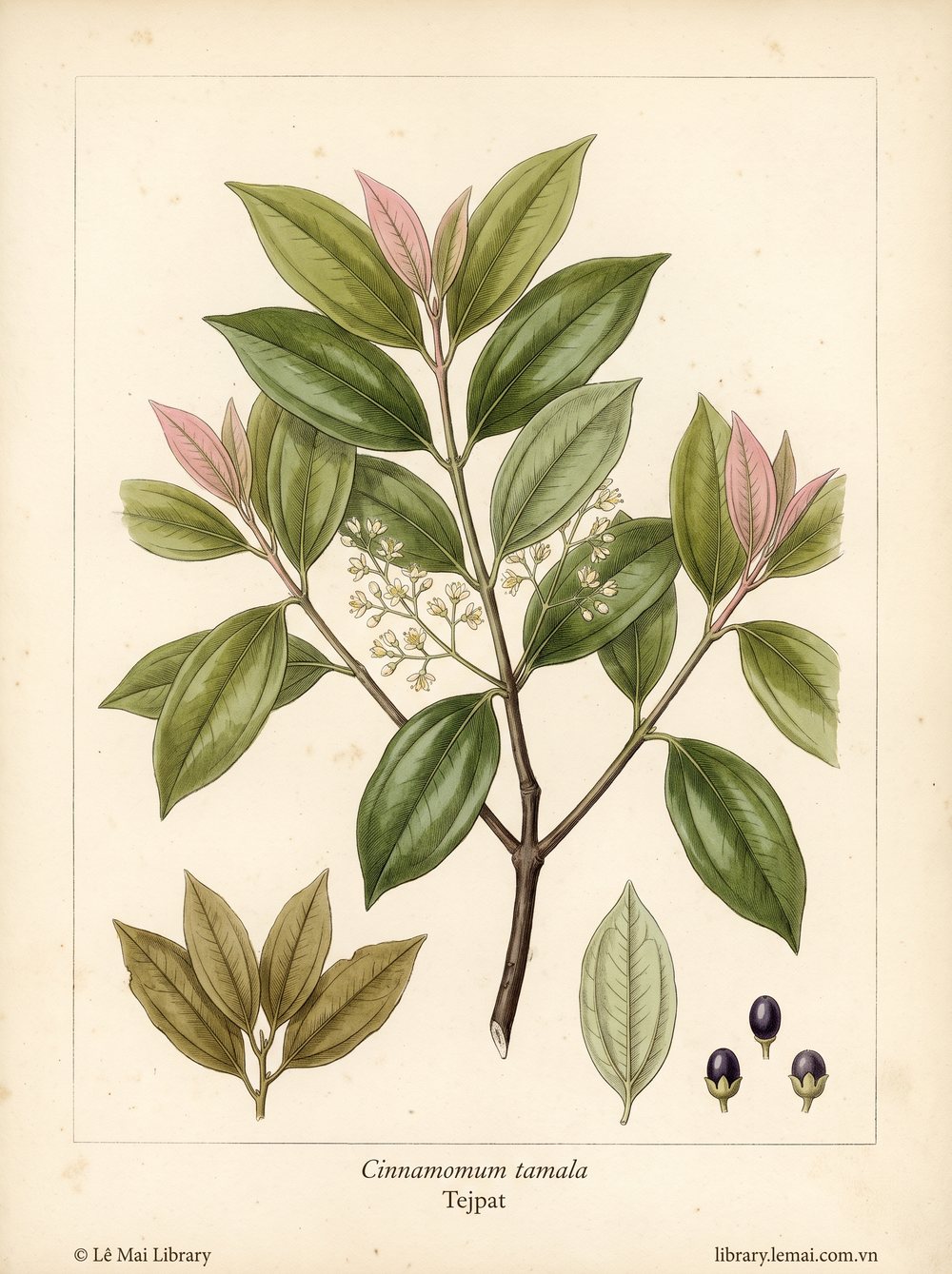 Tranh minh hoạ cây Tejpat (Cinnamomum tamala), lá dùng chiết xuất tinh dầu Tejpat