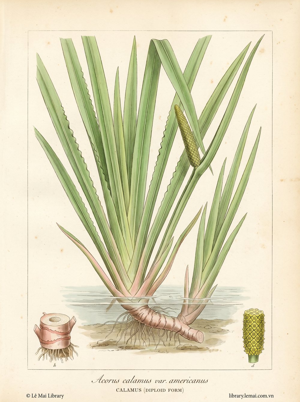 Botanical illustration of Acorus calamus var. americanus; rhizomes used to extract Calamus (diploid form) essential oil