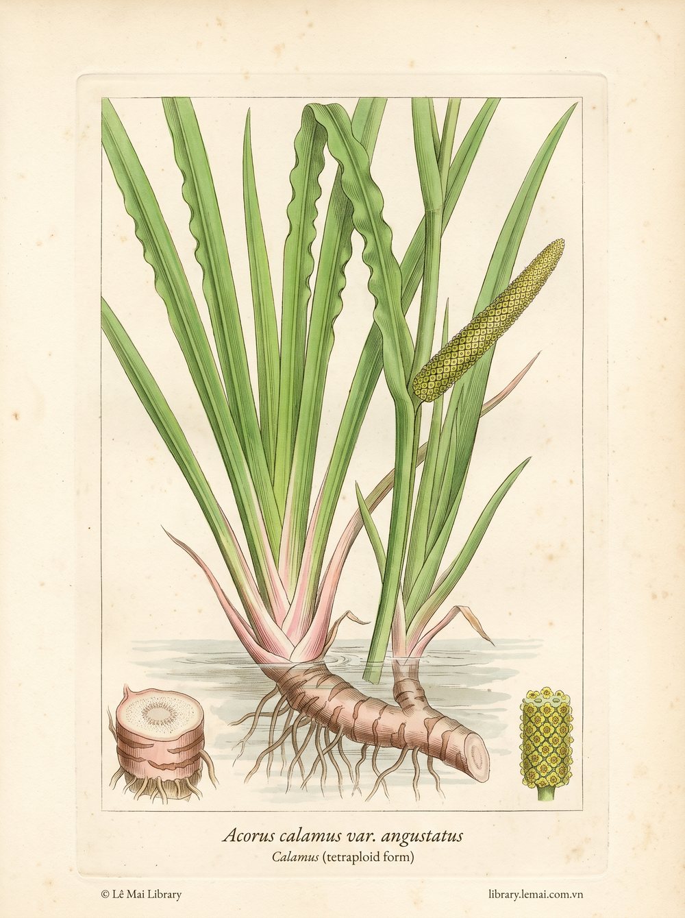 Botanical illustration of Acorus calamus var. angustatus; rhizomes used to extract Calamus (tetraploid form) essential oil