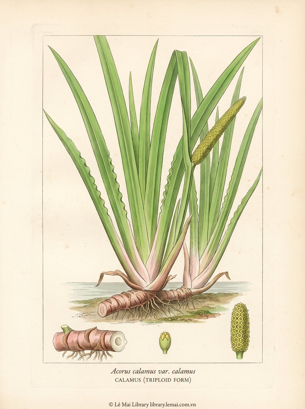Botanical illustration of Acorus calamus var. calamus; rhizomes used to extract Calamus (triploid form) essential oil