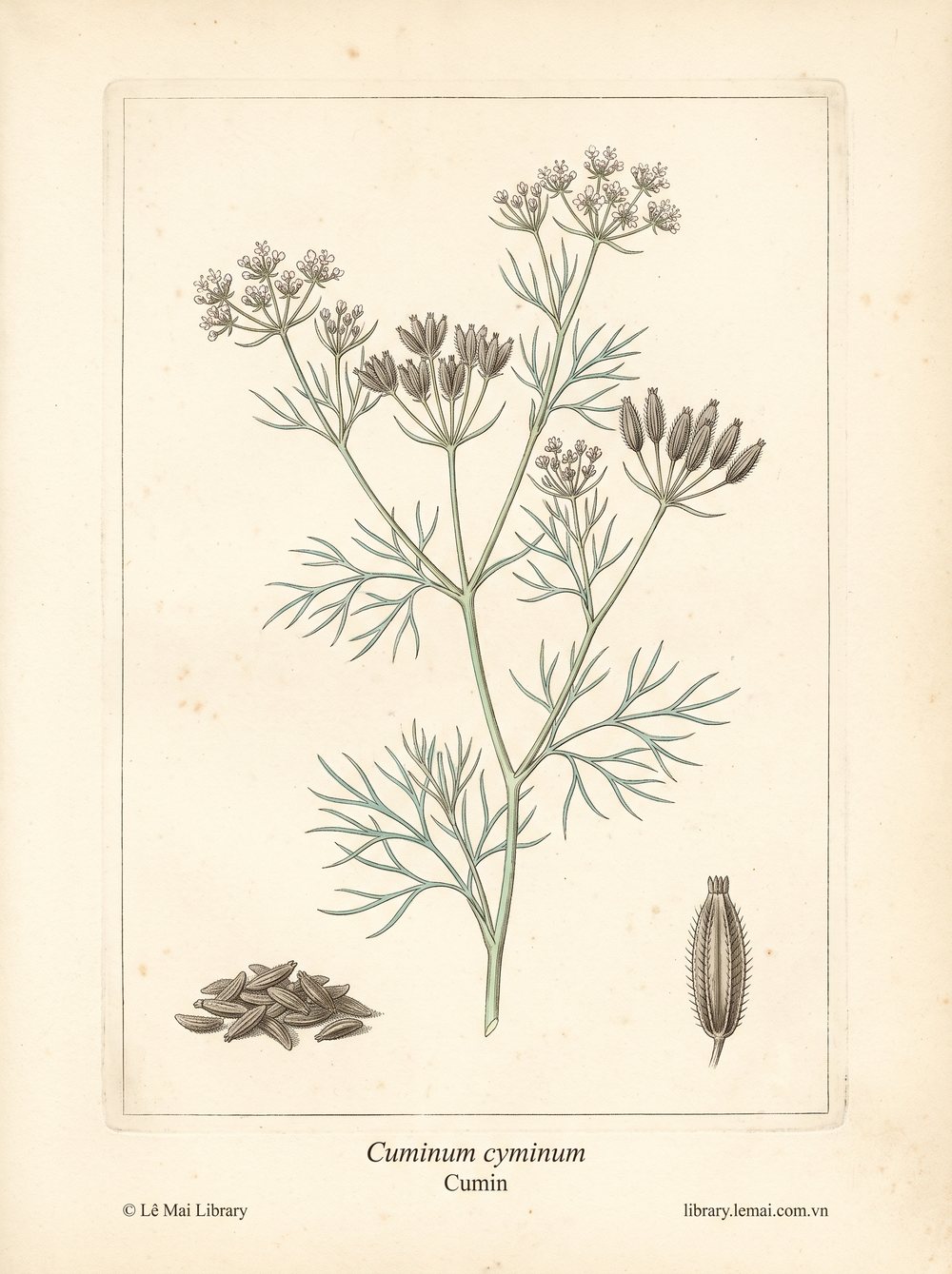 Botanical illustration of Cuminum cyminum; fruit (seeds) used to extract Cumin essential oil