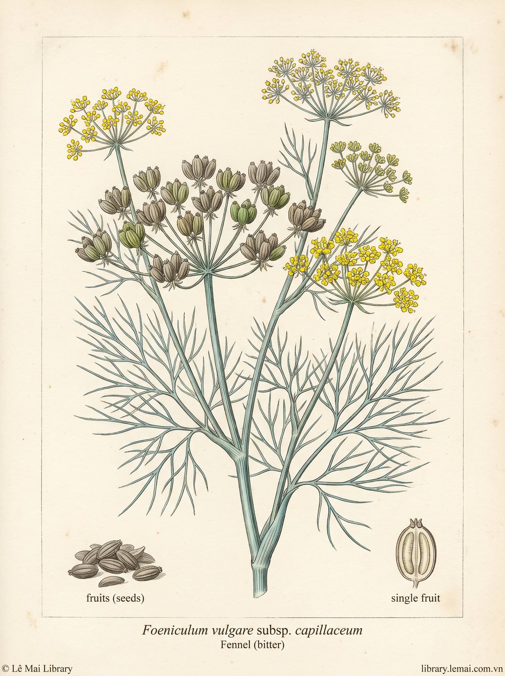 Tranh minh hoạ cây Thì là đắng (Foeniculum vulgare subsp. capillaceum), hạt dùng chiết xuất tinh dầu Fennel (bitter)