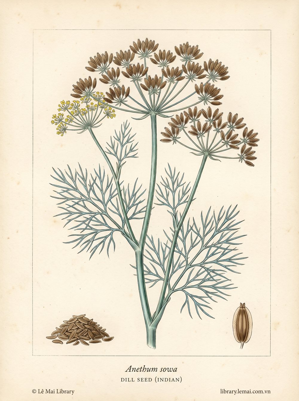 Botanical illustration of Anethum sowa; seeds used to extract Dill seed (Indian) essential oil