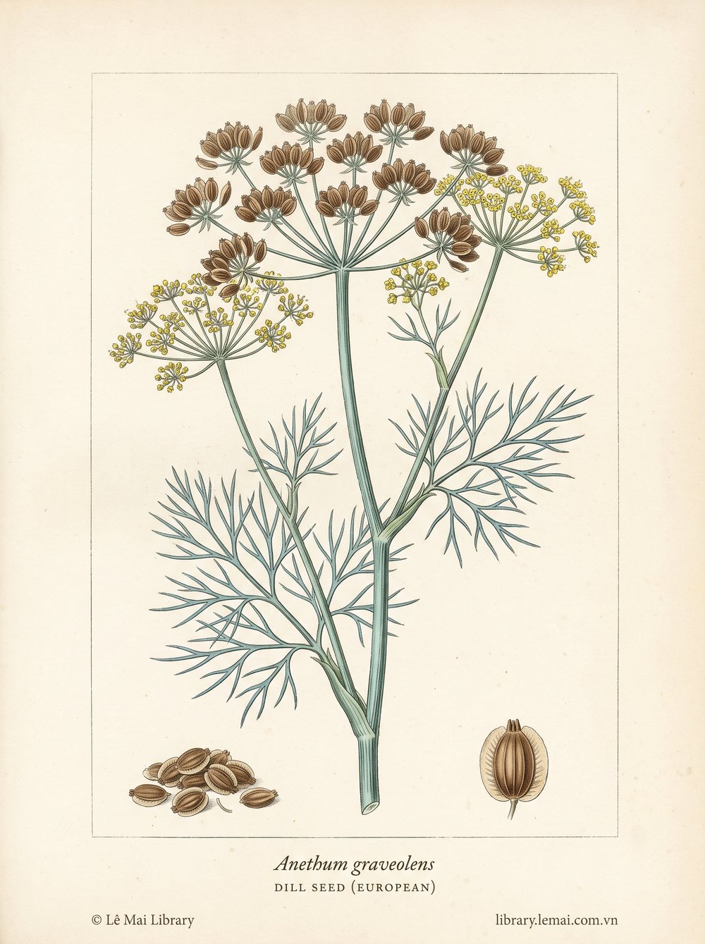 Botanical illustration of Anethum graveolens; seeds used to extract Dill seed (European) essential oil