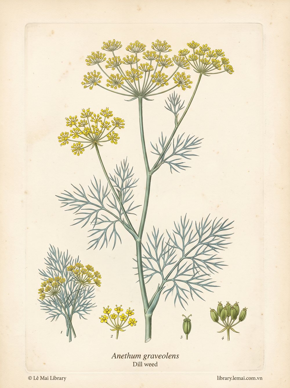 Botanical illustration of Anethum graveolens; aerial parts used to extract Dill weed essential oil