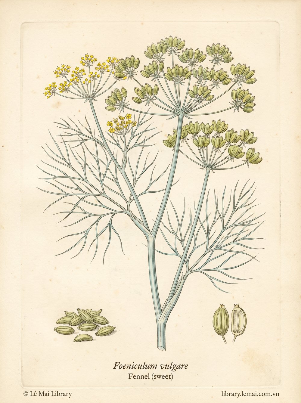 Tranh minh hoạ cây Thì là ngọt (Foeniculum vulgare), hạt dùng chiết xuất tinh dầu Fennel (sweet)