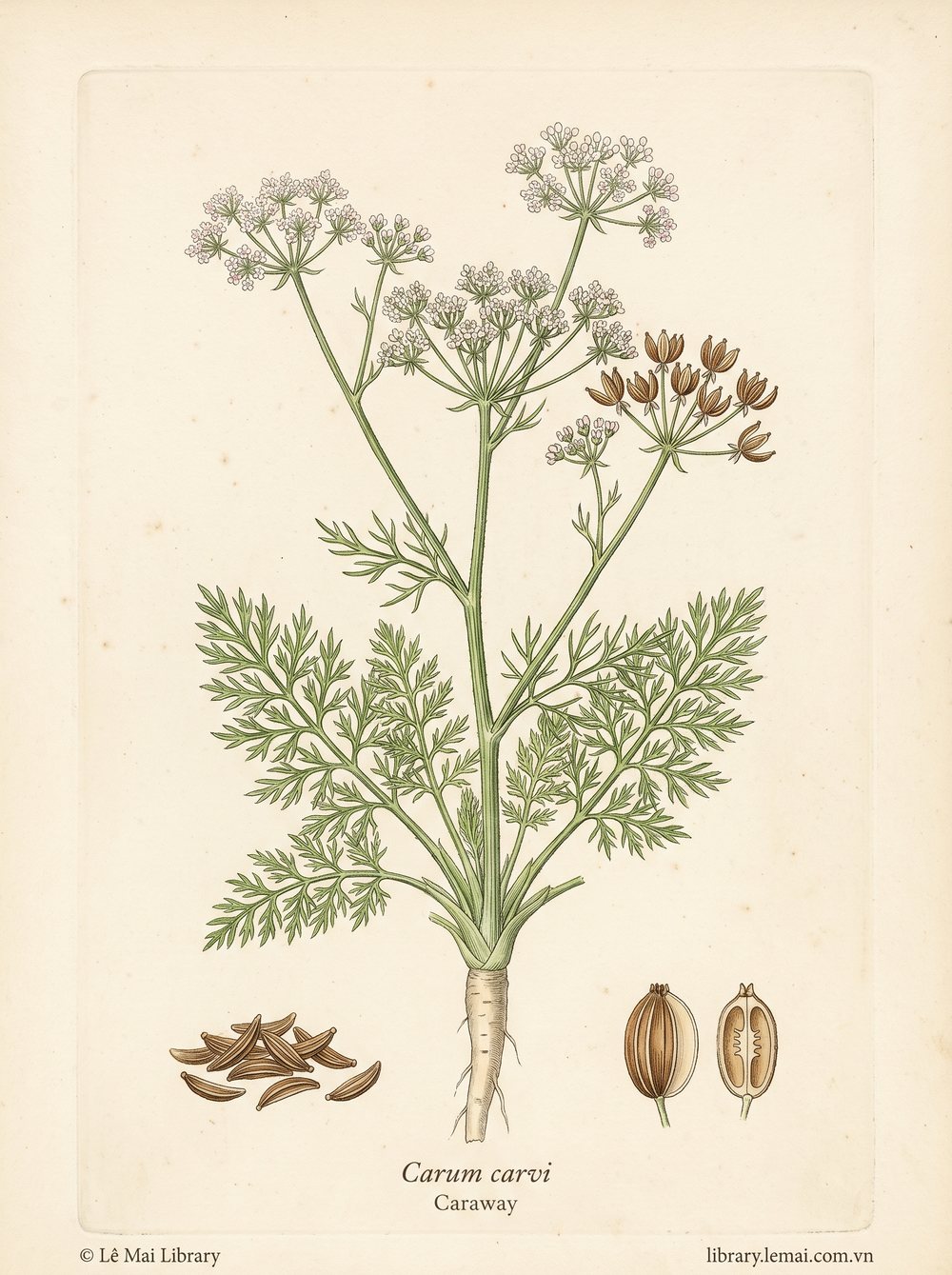Botanical illustration of Carum carvi; seeds used to extract Caraway essential oil