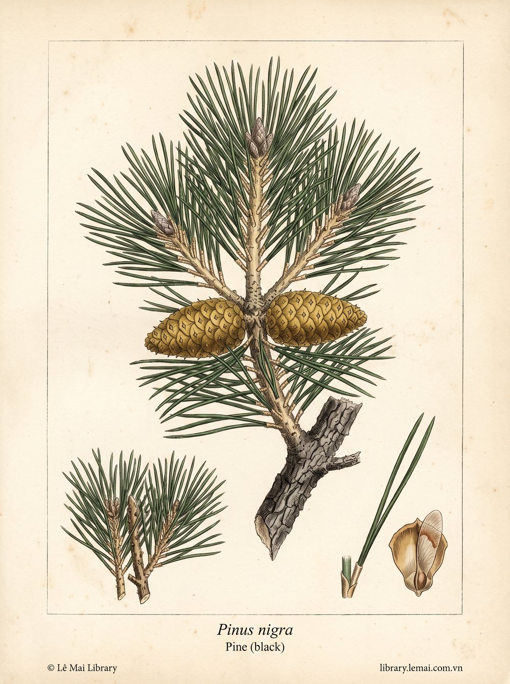Tranh minh hoạ cây Thông đen (Pinus nigra), lá kim dùng chiết xuất tinh dầu Pine (black)