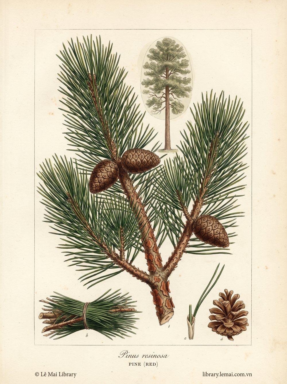 Tranh minh hoạ cây Thông đỏ (Pinus resinosa), lá kim dùng chiết xuất tinh dầu Pine (red)