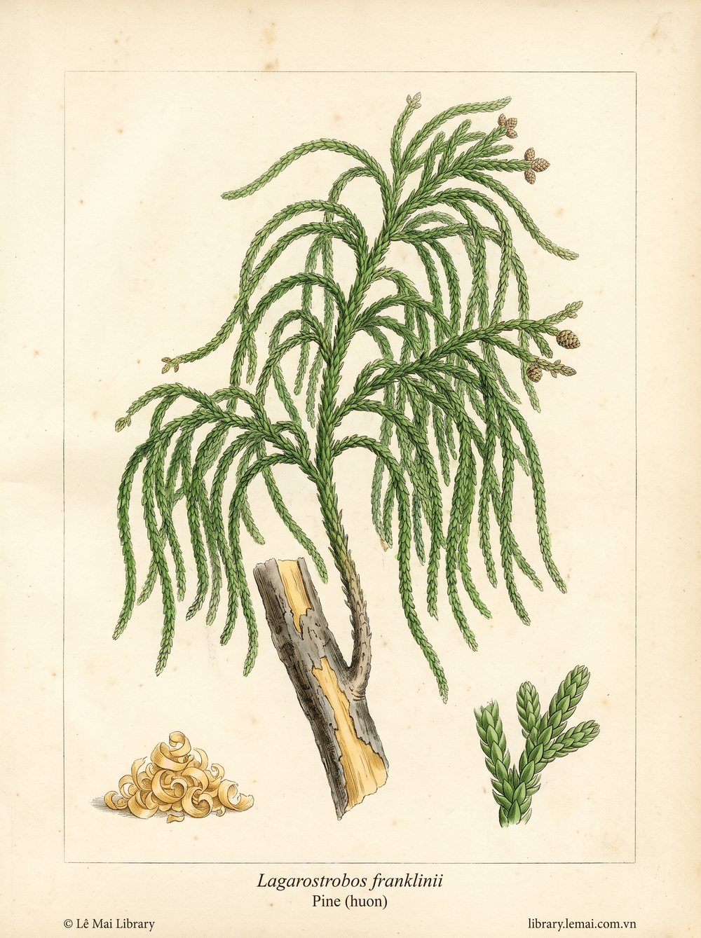 Tranh minh hoạ cây Thông Huon (Lagarostrobos franklinii), gỗ dùng chiết xuất tinh dầu Pine (huon)