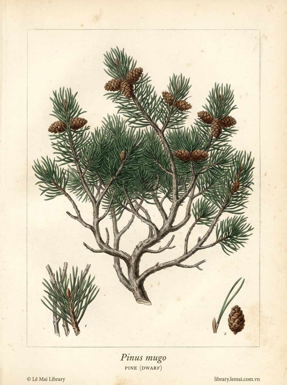 Tranh minh hoạ cây Thông lùn (Pinus mugo), lá kim dùng chiết xuất tinh dầu Pine (dwarf)