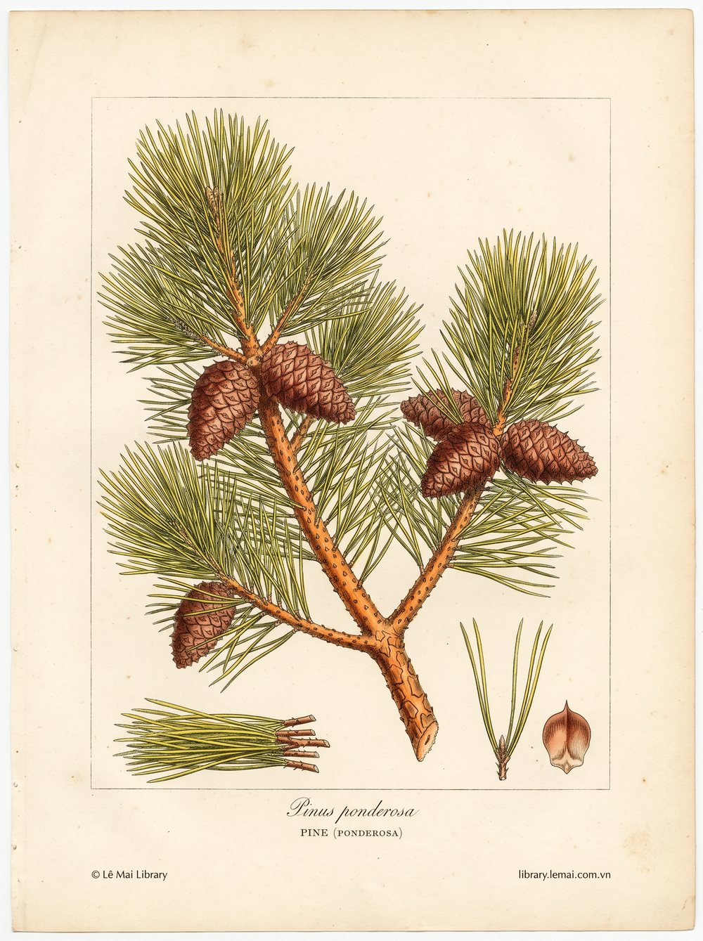 Tranh minh hoạ cây Thông Ponderosa (Pinus ponderosa), lá kim dùng chiết xuất tinh dầu Pine (ponderosa)