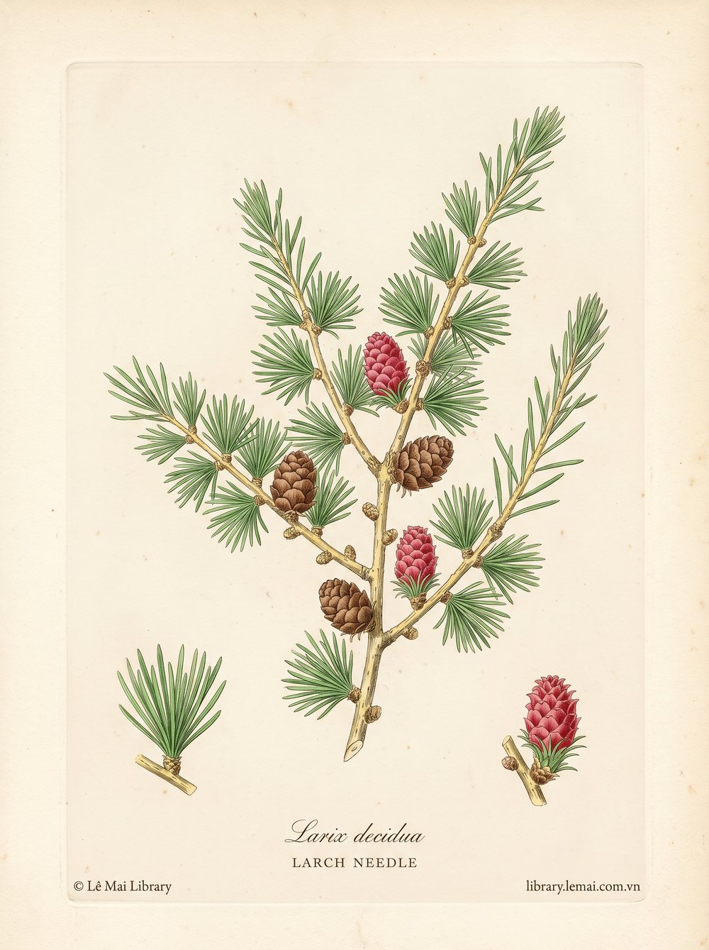 Tranh minh hoạ cây Thông rụng lá (Larix decidua), lá kim dùng chiết xuất tinh dầu Larch needle