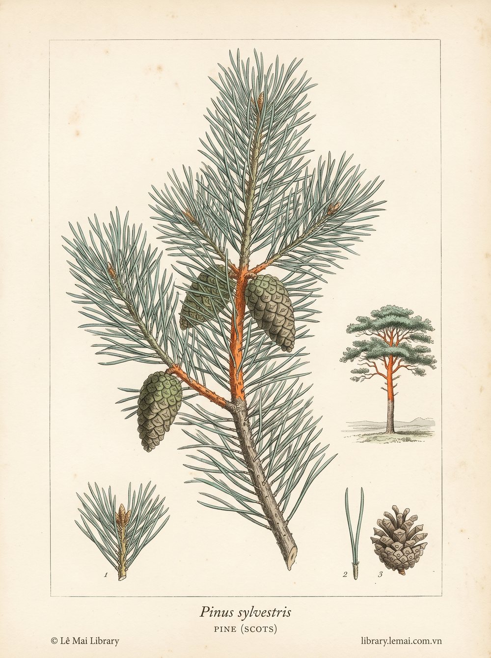 Tranh minh hoạ cây Thông Scotland (Pinus sylvestris), lá kim dùng chiết xuất tinh dầu Pine (Scots)