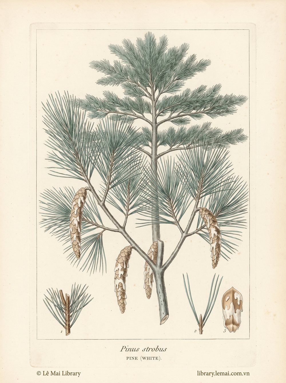 Tranh minh hoạ cây Thông trắng (Pinus strobus), lá kim dùng chiết xuất tinh dầu Pine (white)