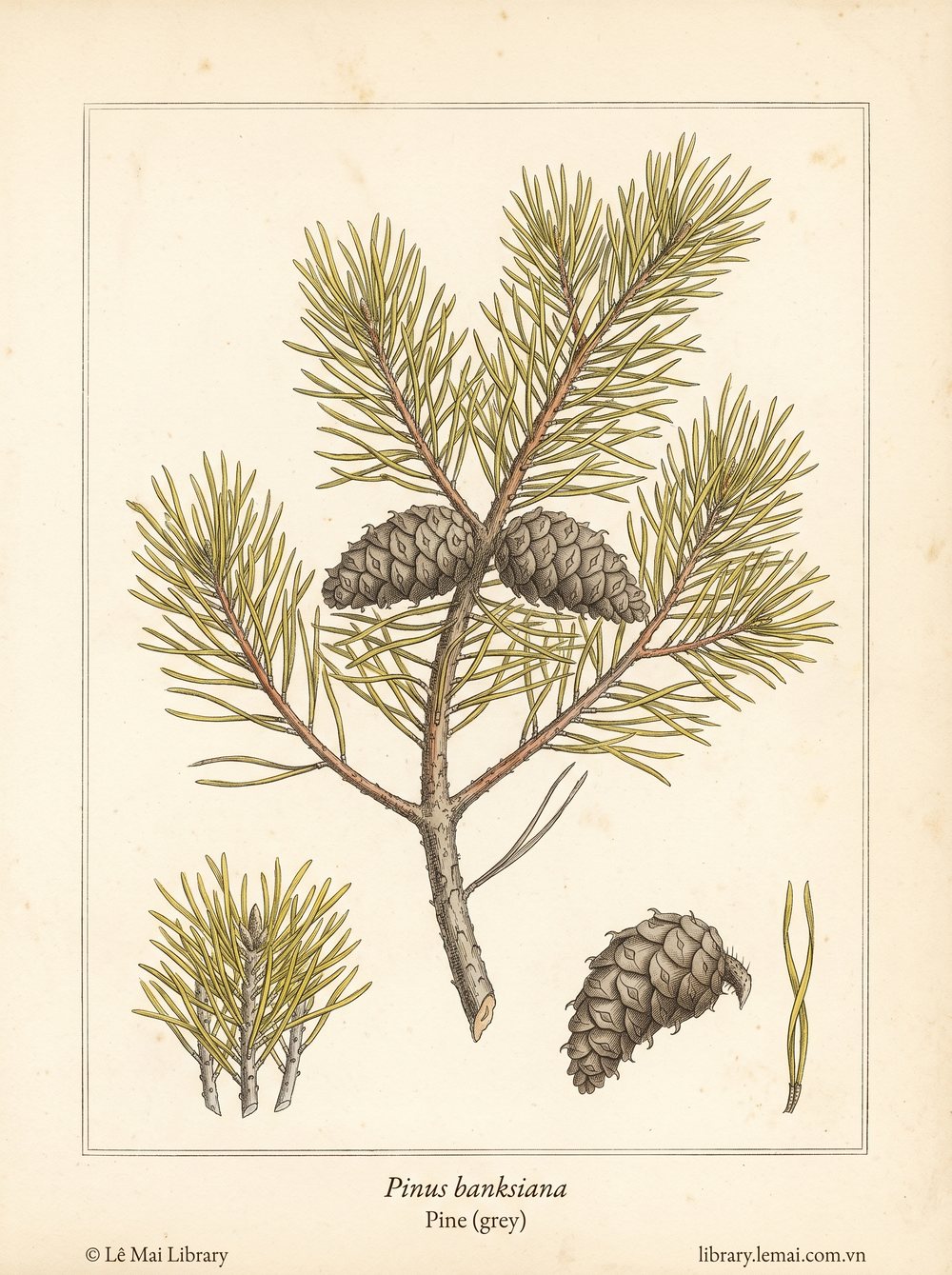 Tranh minh hoạ cây Thông xám (Pinus banksiana), lá kim dùng chiết xuất tinh dầu Pine (grey)