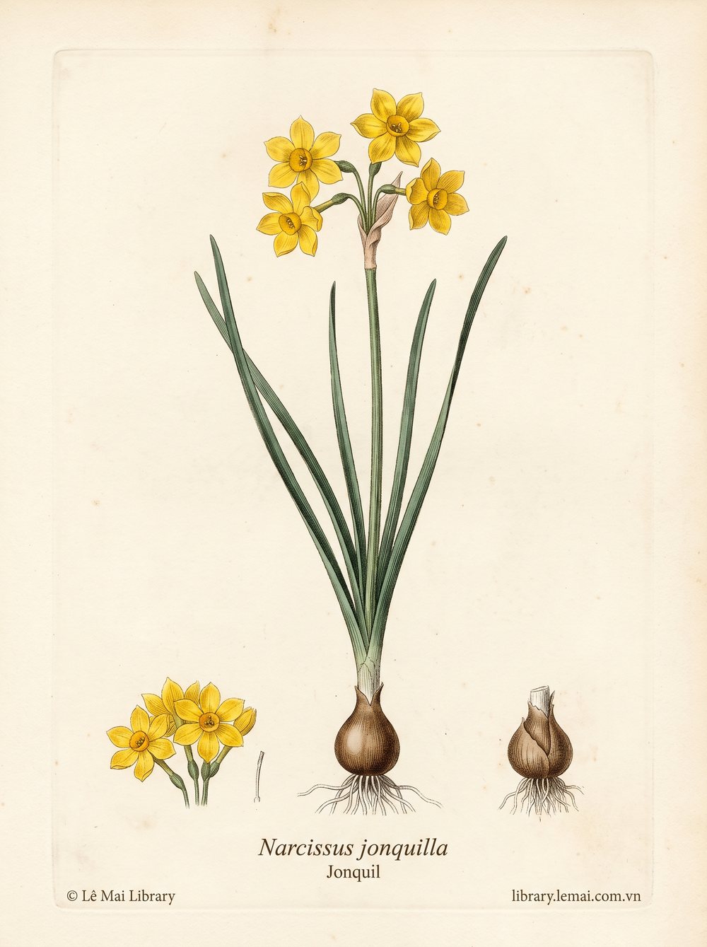 Tranh minh hoạ cây Thủy tiên vàng (Narcissus jonquilla), hoa dùng chiết xuất tinh dầu Jonquil