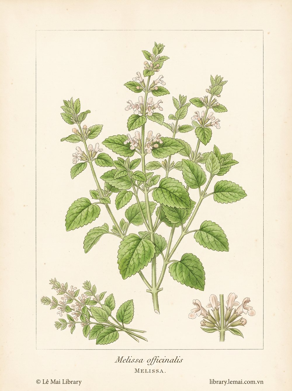 Tranh minh hoạ cây Tía tô đất (Melissa officinalis), lá và phần trên mặt đất dùng chiết xuất tinh dầu Melissa