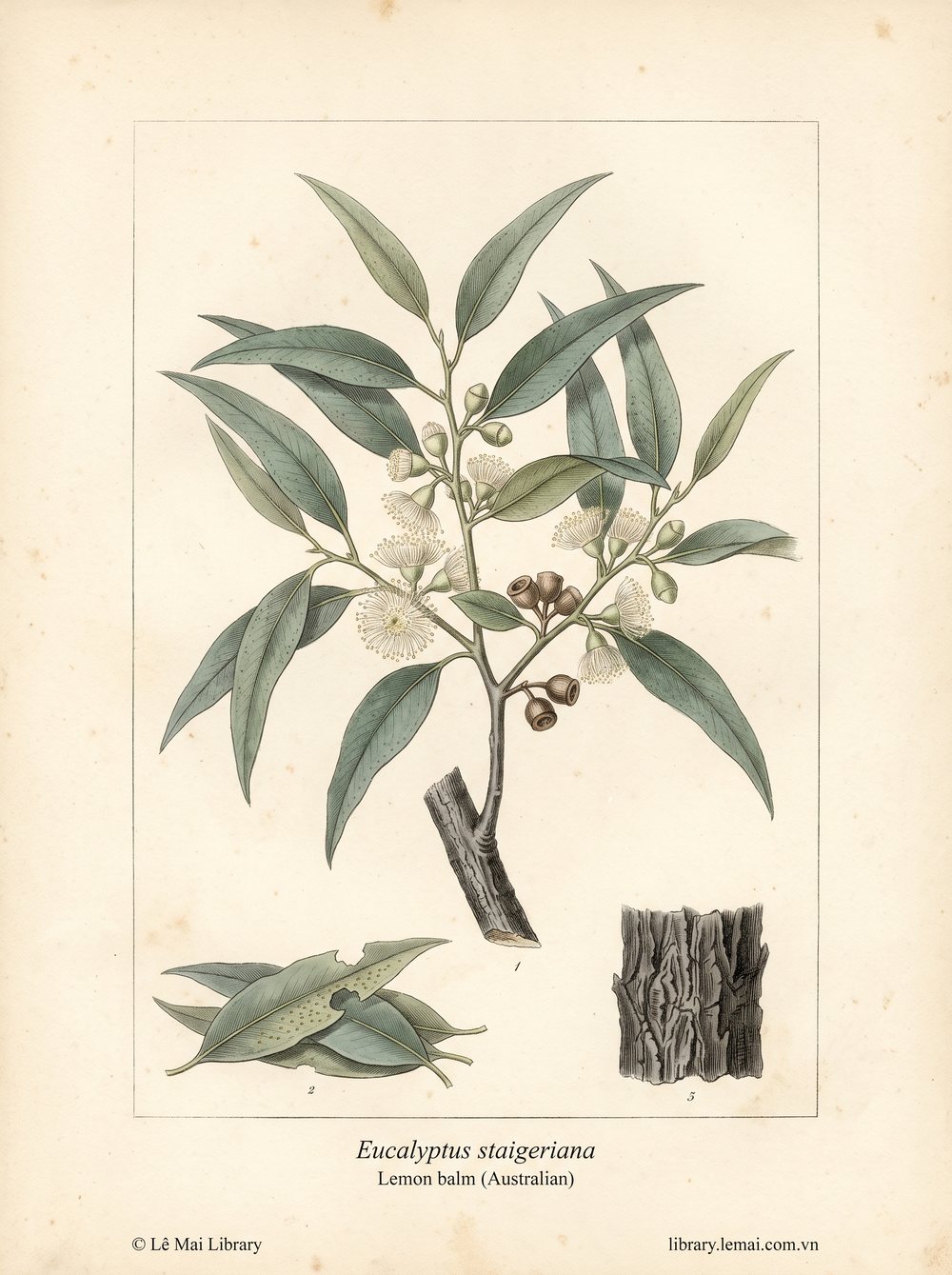 Tranh minh hoạ cây Tía tô đất Úc (Eucalyptus staigeriana), lá dùng chiết xuất tinh dầu Lemon balm (Australian)