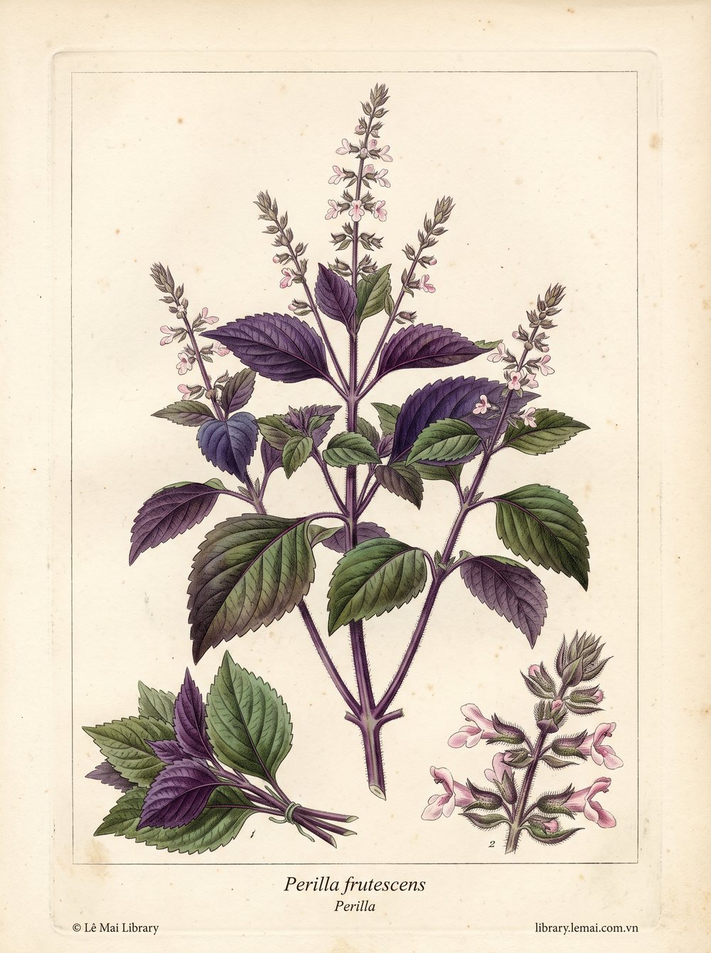 Tranh minh hoạ cây Tía tô (Perilla frutescens), lá dùng chiết xuất tinh dầu Perilla