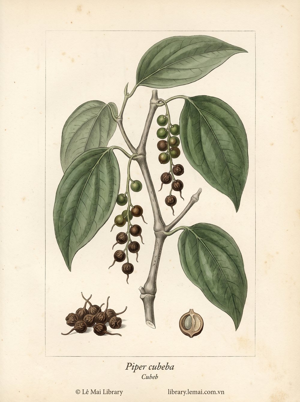 Botanical illustration of Piper cubeba; fruit used to extract Cubeb essential oil