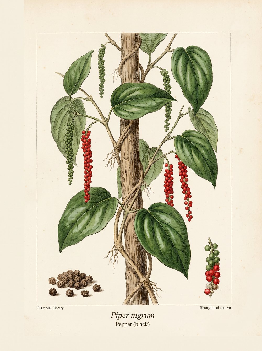 Tranh minh hoạ cây Tiêu đen (Piper nigrum), quả khô (peppercorn) dùng chiết xuất tinh dầu Pepper (black)