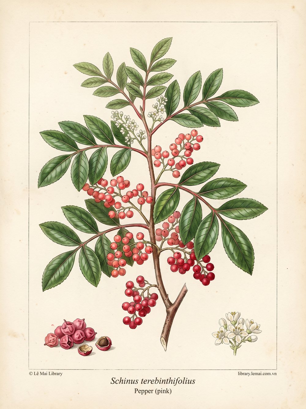 Tranh minh hoạ cây Tiêu hồng (Schinus terebinthifolius), quả dùng chiết xuất tinh dầu Pepper (pink)