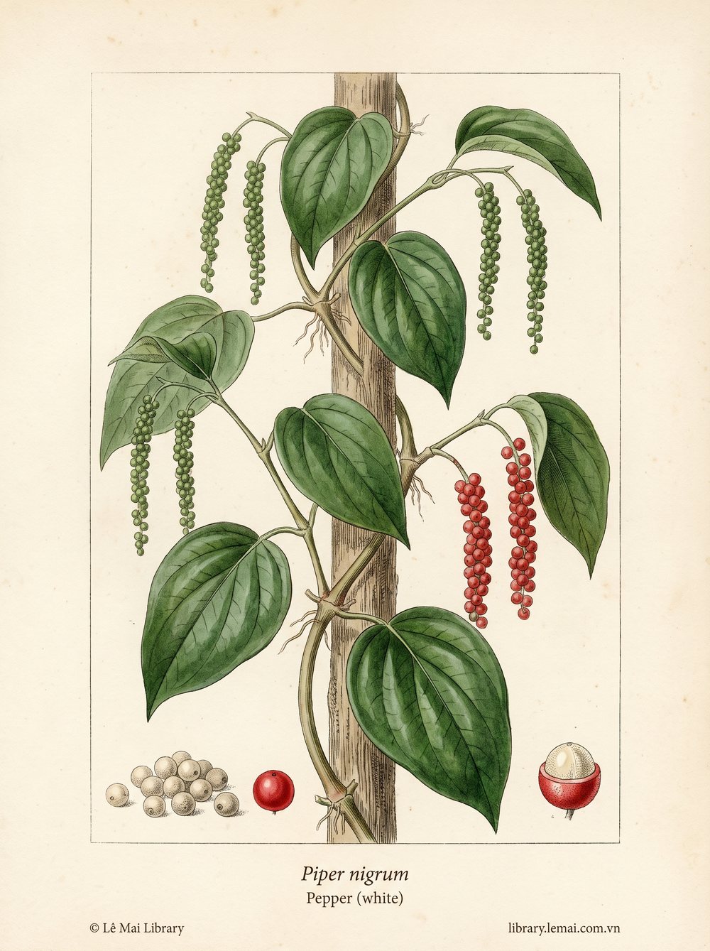 Tranh minh hoạ cây Tiêu trắng (Piper nigrum), quả chín đã bỏ vỏ dùng chiết xuất tinh dầu Pepper (white)
