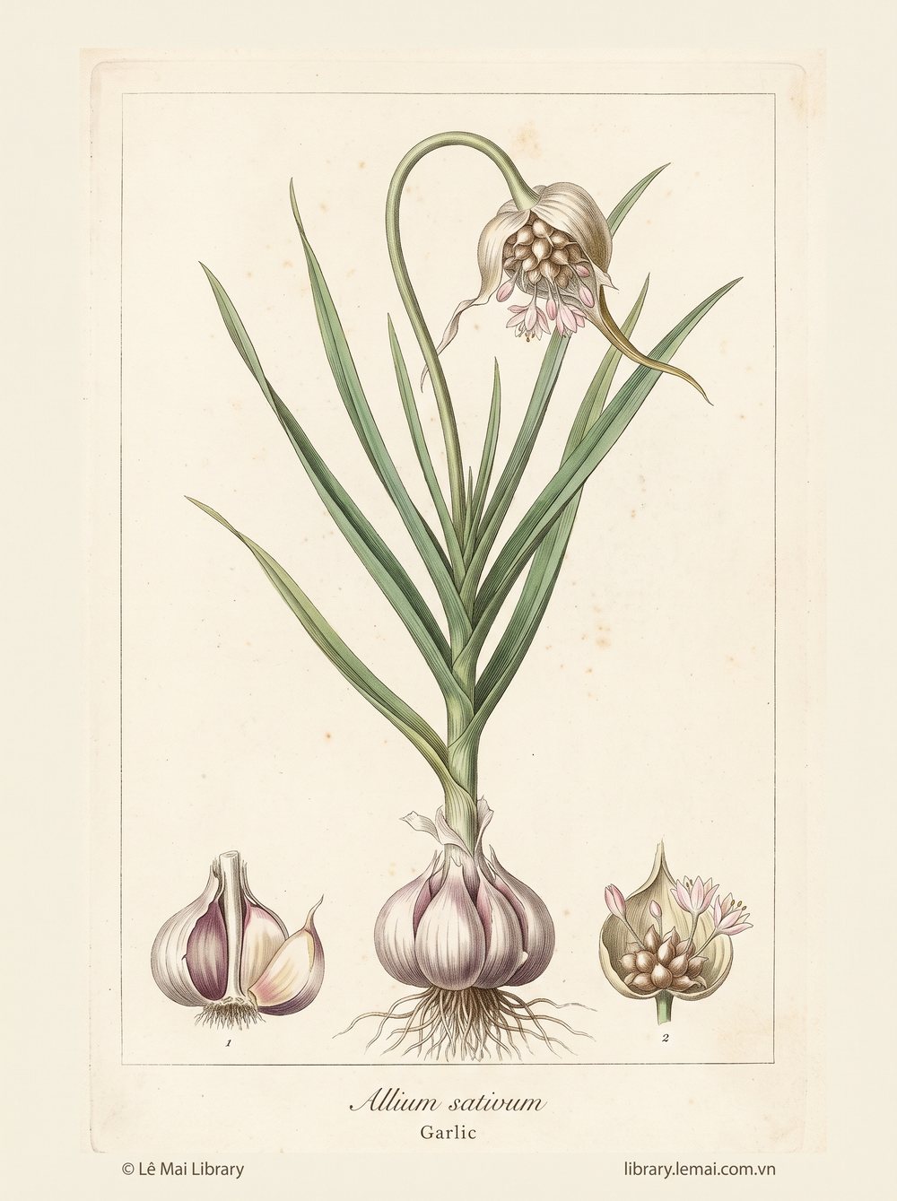 Tranh minh hoạ cây Tỏi (Allium sativum), củ dùng chiết xuất tinh dầu Garlic