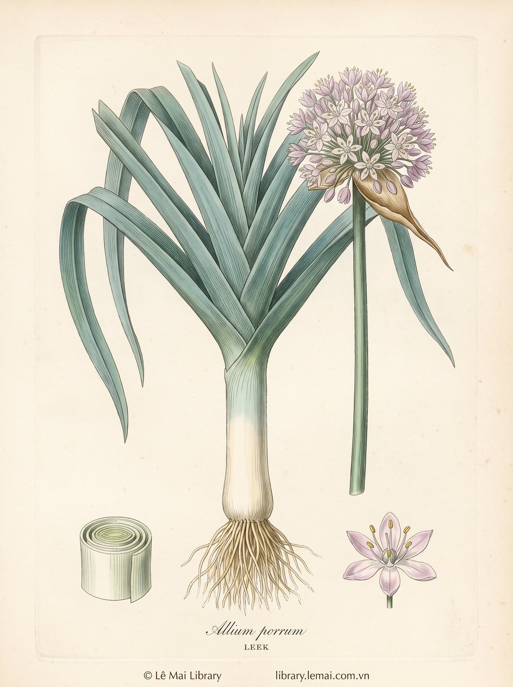 Tranh minh hoạ cây Tỏi tây (Allium porrum), phần trên mặt đất dùng chiết xuất tinh dầu Leek