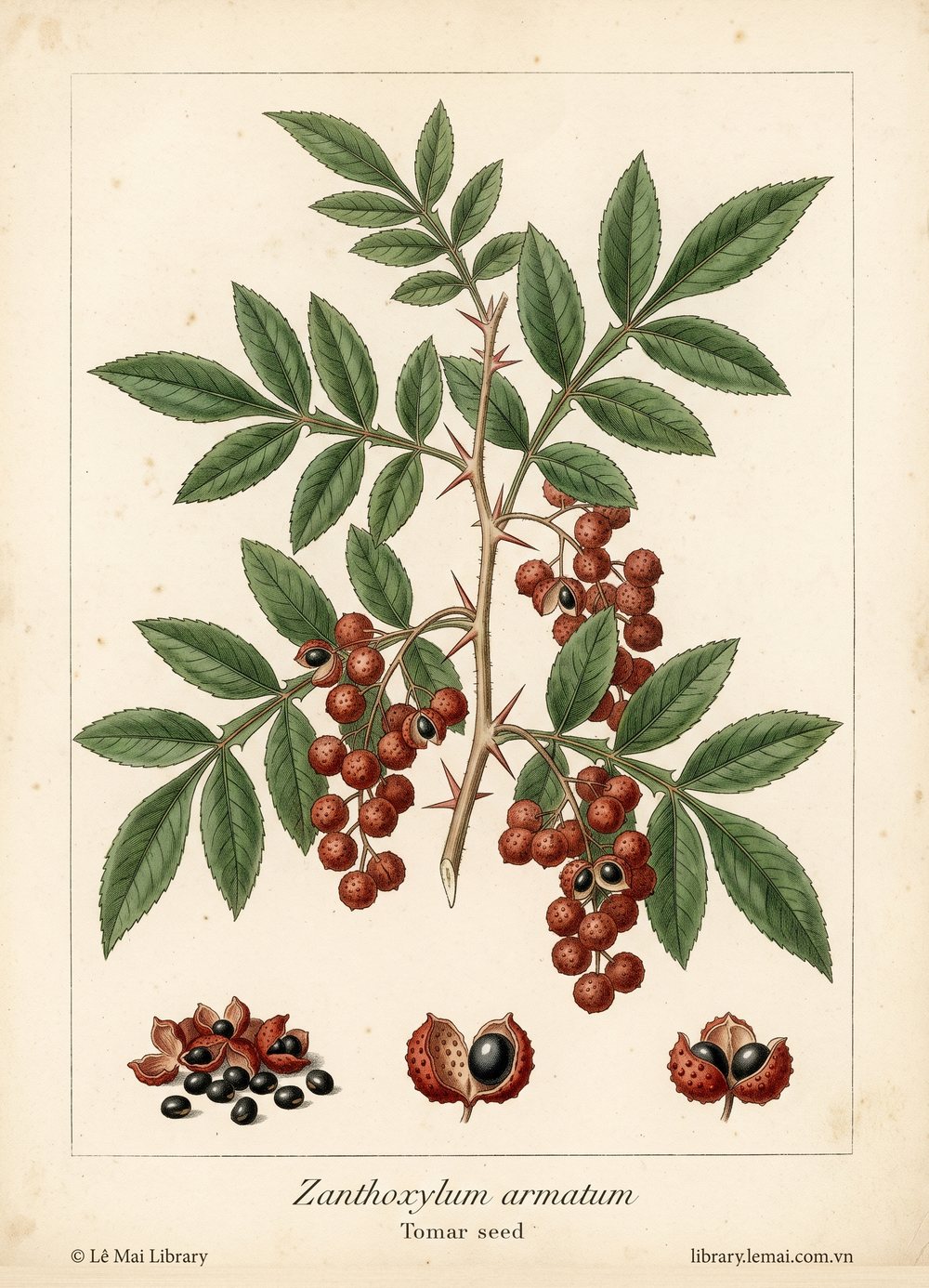 Tranh minh hoạ cây Tomar (Zanthoxylum armatum), quả dùng chiết xuất tinh dầu Tomar seed