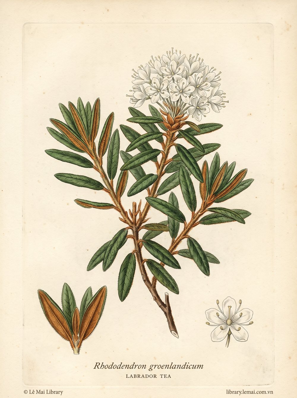 Tranh minh hoạ cây Trà Labrador (Rhododendron groenlandicum), lá dùng chiết xuất tinh dầu Labrador tea