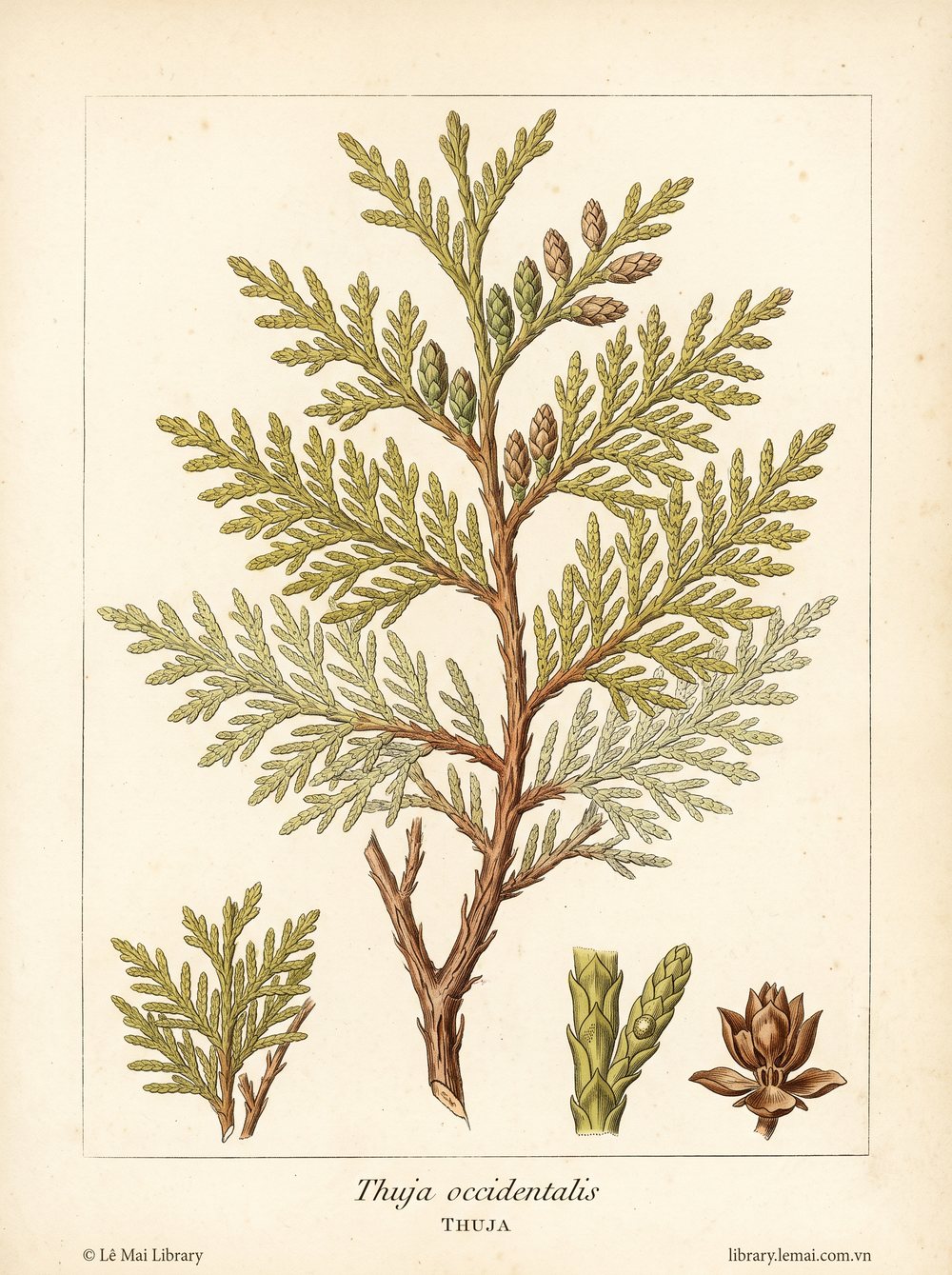 Tranh minh hoạ cây Trắc bá (Thuja occidentalis), lá và cành non dùng chiết xuất tinh dầu Thuja