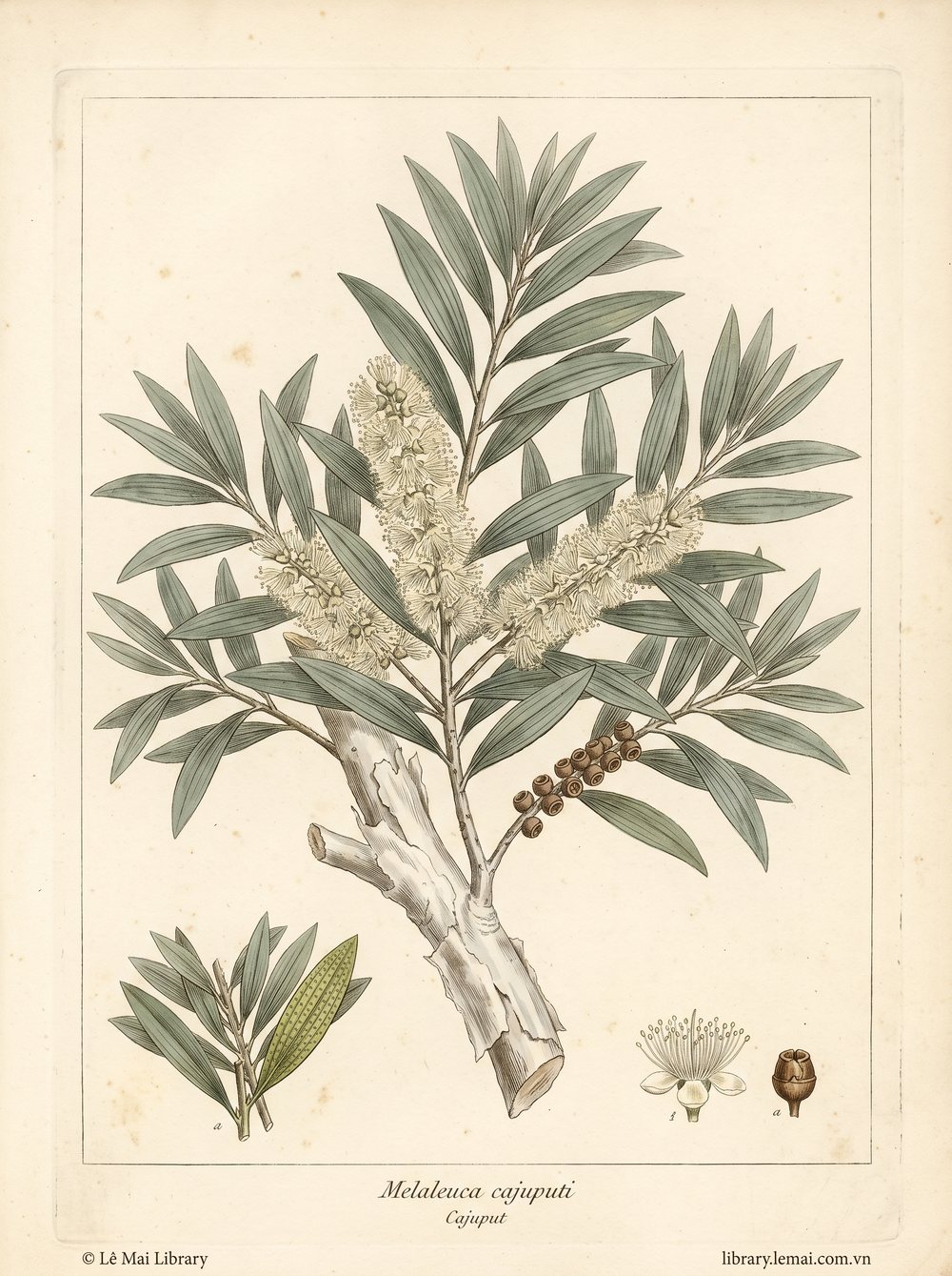 Botanical illustration of Melaleuca cajuputi; leaves and twigs used to extract Cajuput essential oil