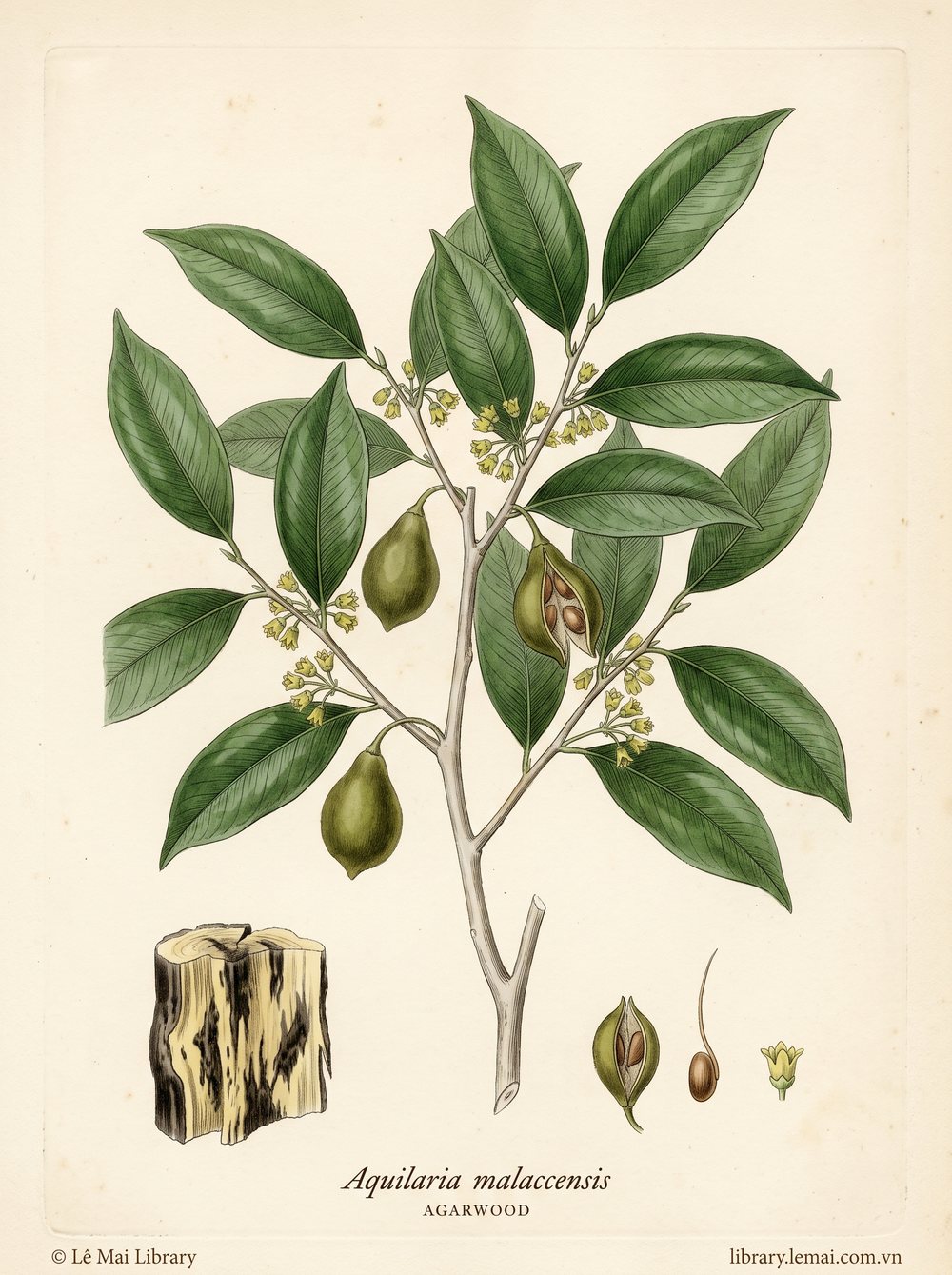 Botanical illustration of Aquilaria malaccensis, whose wood yields Agarwood essential oil