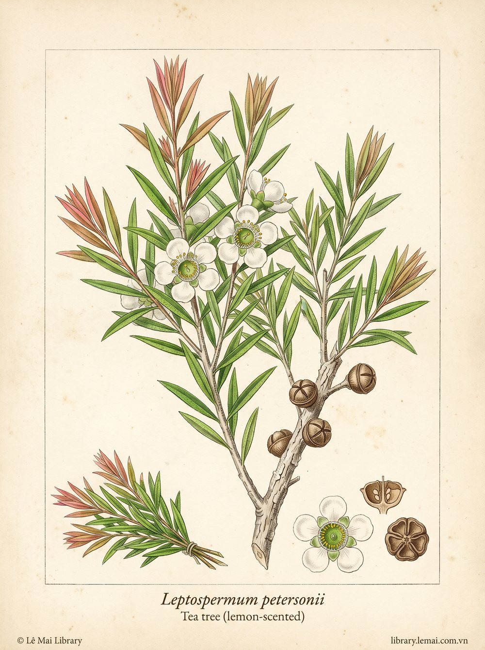 Tranh minh hoạ cây Tràm trà chanh (Leptospermum petersonii), lá dùng chiết xuất tinh dầu Tea tree (lemon-scented)