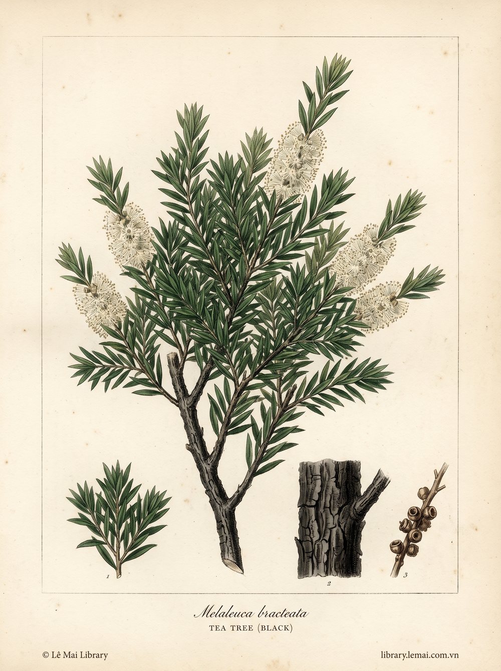 Tranh minh hoạ cây Tràm trà đen (Melaleuca bracteata), lá dùng chiết xuất tinh dầu Tea tree (black)